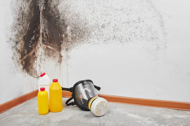 Best Emergency Mold Remediation  in Benton, LA