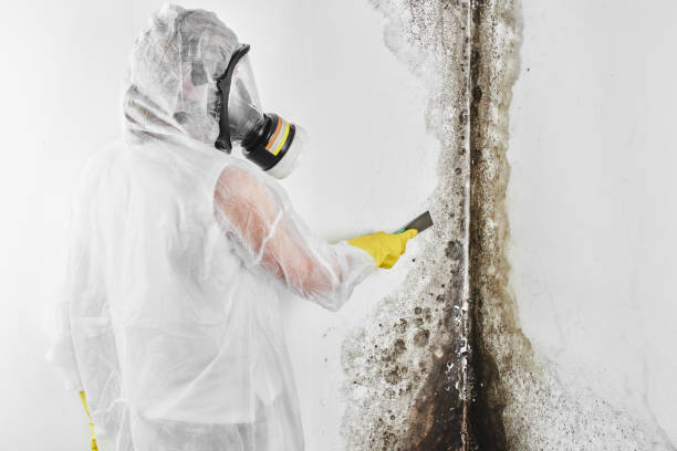 Best Basement Mold Removal  in Benton, LA