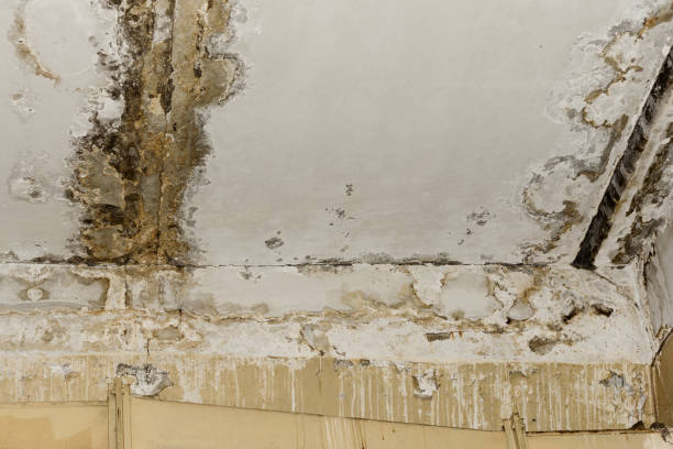 Best Commercial Mold Inspection  in Benton, LA